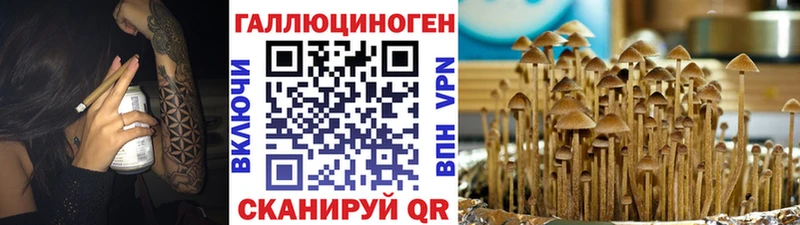 закладка  Обь  Псилоцибиновые грибы прущие грибы 